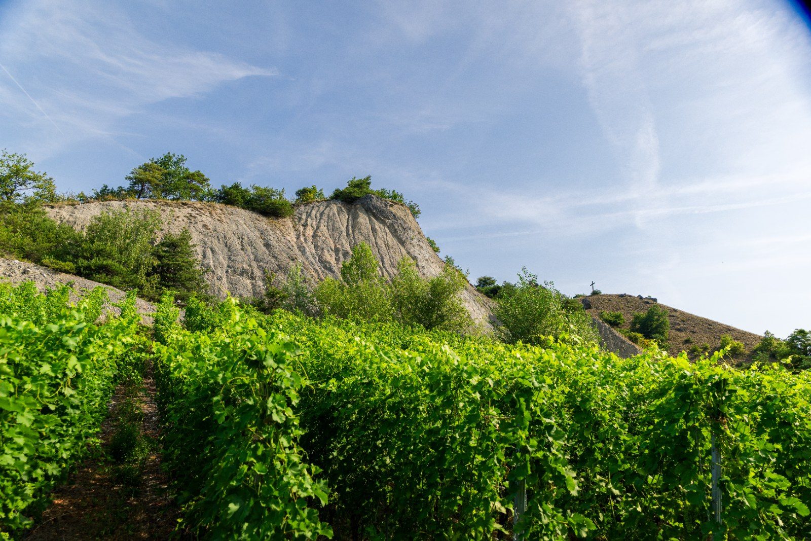 Les vignes du domaine sur le coteau de Sierre